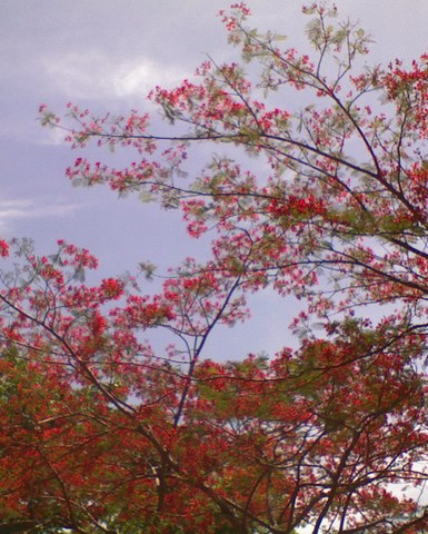 Flamboyant, Pariliana, fleur de Bali