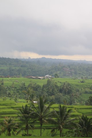 Rizières en terrasse de Jati Luwih, Pariliana, Bali