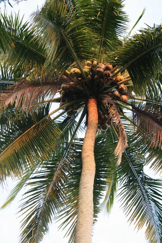 Cocotier, arbre de Bali