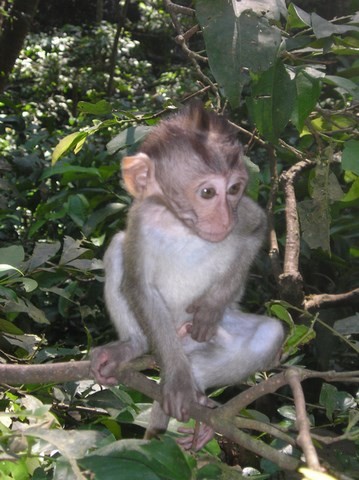 Singe macaque, animaux de Bali