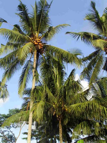 Cocotiers, Pariliana, arbre de Bali