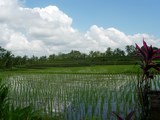 Vue des rizières entre Pariliana et Ubud, Bali
