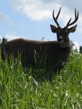 Belle rencontre de cerf sur la Bukit, Pariliana